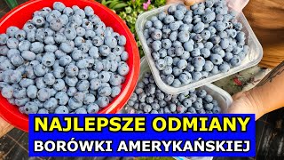 Najlepsze Odmiany Borówki amerykańskiej Polecane Odmiany Duże Owoce Sadzonki Borówek Kiedy Sadzić [upl. by Gatias]