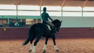 Vincent Flores Dressage [upl. by Ahterod]