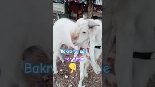 Breeder Bakra for sale jungle on terrace bakra trending viral shorts goatfarming cattlefarm [upl. by Frohne]