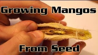 Growing Mangos From Seed  How to plant a mango seed and grow a mango tree [upl. by Smitty291]