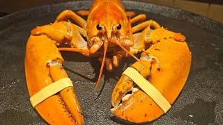 Rare Orange Lobster Found in Colorado Red Lobster Gets New Home at Denver Downtown Aquarium [upl. by Eibmab]