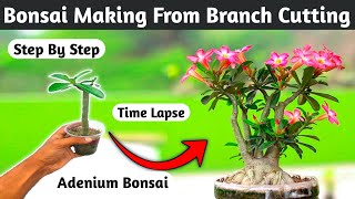 Adenium Bonsai Making From Branch Cutting [upl. by Hcaz]