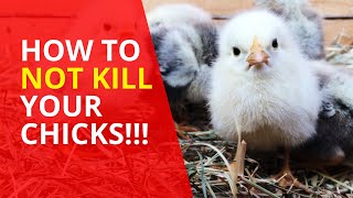 Raising chicks 101  Avoid these fatal beginner mistakes [upl. by Mordecai]