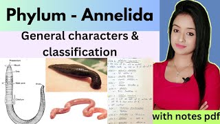 phylumAnnelida L1phylum annelida bsc 1st year zoology annelida general characters amp classify [upl. by Hertberg]