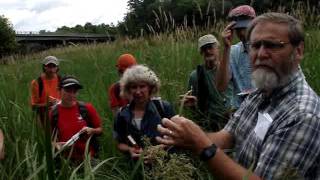 How to Identify Scirpus microcarpus [upl. by Leterg]