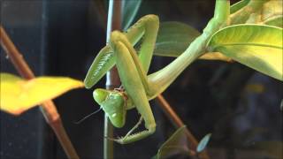 Praying mantis cleans raptorial legs  impressive closeup  Gottesanbeterin putzt die Fangarme [upl. by Imotas5]