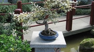 Elaeagnus Bonsai Tree [upl. by Henebry]