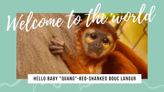 A newborn Redshanked Douc langur baby [upl. by Ahslek]