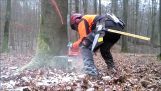 Logging with Husqvarna 576 XP AT  Ported [upl. by Riesman]