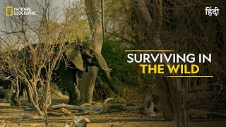 Surviving in the Wild  Savage Kingdom  हिन्दी  Full Episode  S4E5  National Geographic [upl. by Conias134]