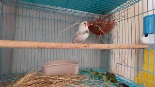 Zebra finches making a nest [upl. by Adalheid]