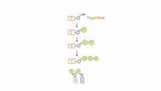 AntiHerpetic Drugs  How They Work [upl. by Whelan993]