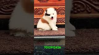 Good quality puppies available pets viralvideo dogbreeds trendingshorts doglover fishing SALE [upl. by Enajharas830]