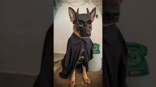 Spooky Halloween Costumes for DOGS pets kitten memes [upl. by Ordnael]