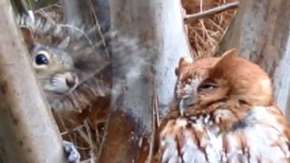 Screech Owl Attacks Squirrel [upl. by Nenerb]