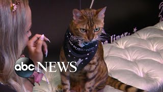 CatCon 2019 Worlds most famous Instagram cats and feline lovers gather I Nightline [upl. by Larimer]