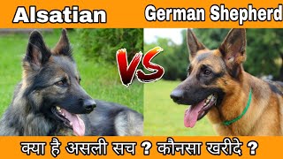 Alsatian Vs German Shepherd  difference  in Hindi [upl. by Steck]