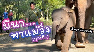 ตามติดชีวิตช้าง Daily Live 21 พย 2567 มารอดูหนูมีนาวิ่งยามเช้า [upl. by Oidacra]