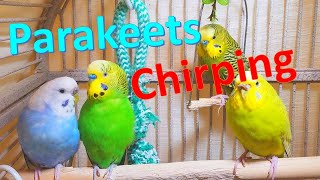 3 Hr Chirping Parakeets Eating Singing Playing Budgies Chirping Reduce Stress of lonely Bird Videos [upl. by Eittel462]