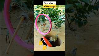 Make traps  New shorts  Birds nature comedyvideos shorts birds hungrybirds4803 parrot [upl. by Nageem]