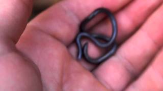 Blind snake Camiguin Philippines [upl. by Diskson]