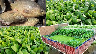 I Build an aquaponics System for Raised Climbing Perch Fish and Grow Mustard Green Pak Choy [upl. by Aicyle]