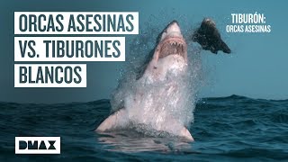 Así aniquilan las orcas asesinas a los tiburones blancos  Tiburones [upl. by Hyacinth]