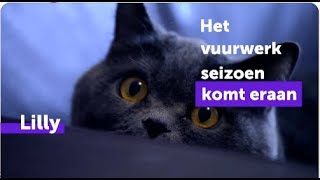 Ondersteun jouw kat dit vuurwerkseizoen met FELIWAY Optimum [upl. by Anaed]