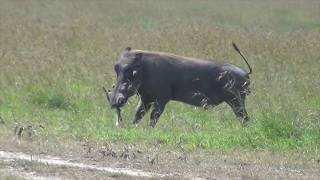 Warthog attacks newborn gazelle fawn [upl. by Atiuqa40]