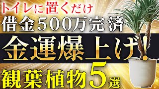 【衝撃】トイレに置くだけで借金500万円が3ヶ月で消えた！？驚異の金運アップ観葉植物ベスト5 [upl. by Poock]