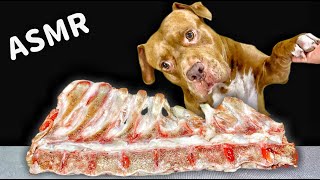 Best ASMR Dog In The World PITBULL EATING RAW FOODS [upl. by Anyk]