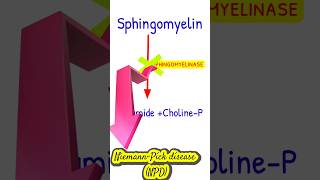 NiemannPick disease metabolicdisorders shortsfeed NiemannPick [upl. by Airtap]