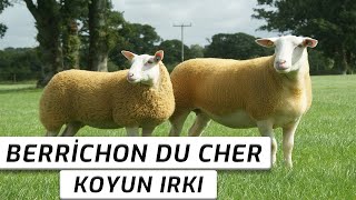 BERRİCHON DU CHER KOYUN IRKI ÖZELLİKLERİ  KÜÇÜKBAŞ SAATİ [upl. by Lalad916]