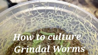 How to culture Grindal worms in Hindi with english subtitles [upl. by Aicnilav202]