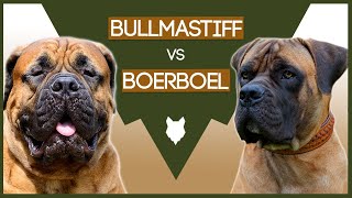 BULLMASTIFF VS BOERBOEL [upl. by Tybald595]