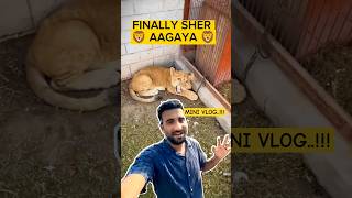 turab sibtain lion shehr main dihat lion 🦁😍 shorts ytshorts trending minivlog lion tiger [upl. by Uria234]