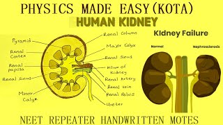 PART 2 BEST NEET BIOLOGY REPEATER NOTES STOLON BULBILS ROOT STOCK UTRICULARIA KIDNEY  5 [upl. by Yolanthe403]