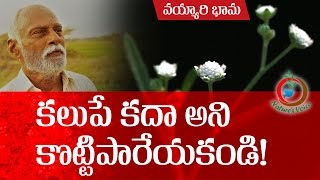 Natural Farming  Beneficial aspects of Parthenium hysterophorusవయ్యారిభామ ఉపయోగాలు [upl. by Emalia]