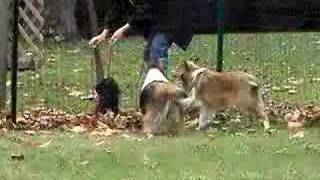 Shelties barking at little dog [upl. by Dorothea]