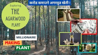 करोड कमाउने अगरवुड खेती  Millionaire Making Plant Agarwood  Episode  3  Real Life Nepal [upl. by Adnamar]