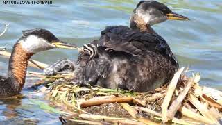 Grebes feeding their chicks [upl. by Ednyl]