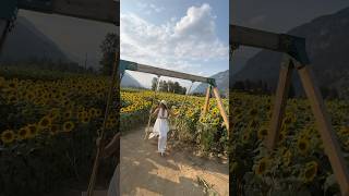 Pemberton BC🇨🇦 swing outdoors sunset sunflower travel thatmountainguy1 [upl. by Ssew732]