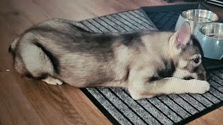 Cute German Shepherd Husky mix puppy playing with his carrot Small dog with huge ears puppy dog [upl. by Dorran]