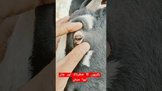 Dangerous Deadly Disease Of Goats  بکریوں کی جان لیوا بیماری [upl. by Maker]