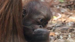 Orangoutan bébé Sungai  Orangoetan  Orangutan baby Sungai  Pairi Daiza 2019 [upl. by Nerine]