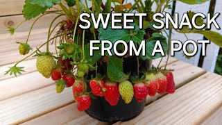 GROWING STRAWBERRIES IN CONTAINERS FOR SMALL SPACES [upl. by Ainod760]