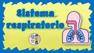 Sistema respiratorio [upl. by Leifer206]