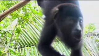 Belize Baboon Sanctuary [upl. by Atilek984]