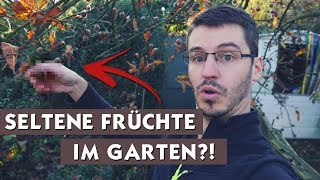 VLOG  Eine fast vergessene OBSTART  Rundgang in Omas Garten [upl. by Midis306]