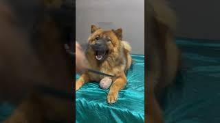 Lochak Mochak Pachak doglover tamilpets petlove tamilcomedy funny comedy cute pets shorts [upl. by Jenne]